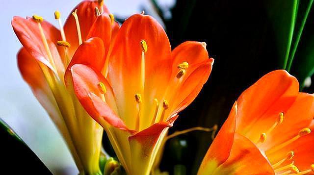 养好君子兰，配土是“关键”，加上一点“它”，满盆长满大白根