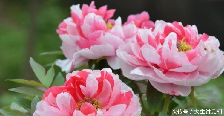 花朵|家里就养4种花,妖艳妖娆,层层交叠,烂漫迷人眼