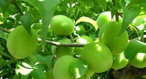 很有營養(yǎng)的3種食物,排毒養(yǎng)顏、補氣益血,身體棒棒噠!