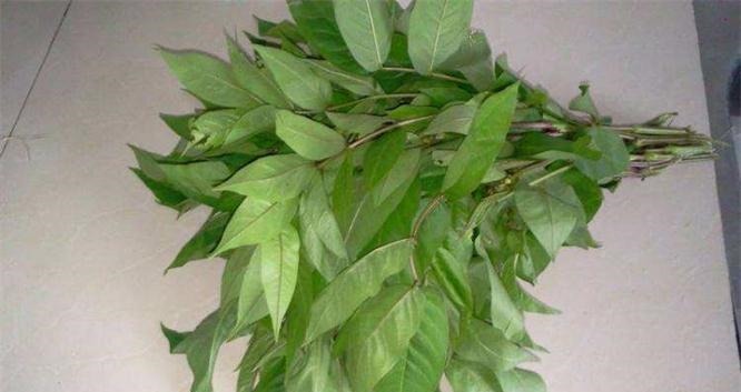 女性想要身体好,常吃四种食物,健脾养胃,排毒抗衰,增强免疫力