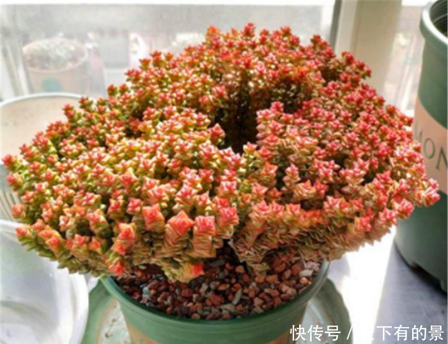 我们的生活|如何让多肉小米星变得鲜红可爱?无非做好3点,1个月颜值逆袭