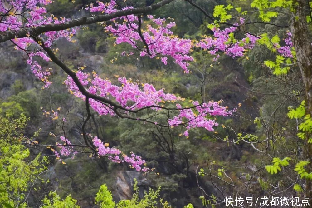 紫色花海迷人眼，赏花攻略已送达，只待君来