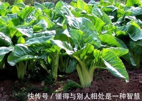 青梗|女人常吃此物，子宫越来越干净，远离妇科炎症，可以试试