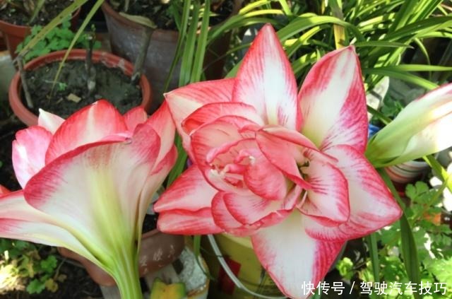 5种花将进入休眠期，在梦中度夏，睡醒有精力，开花多又艳！