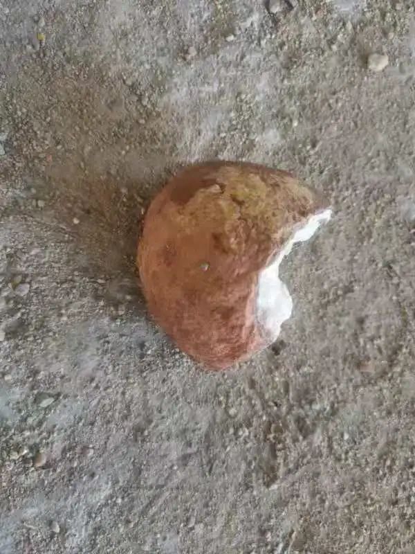 茂名市博物馆|市民发现打破的“石头”，专家：一窝恐龙蛋化石！