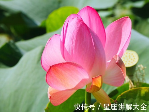 运势|9月中旬，吉星照耀，4属相桃花朵朵，生活越来越美好