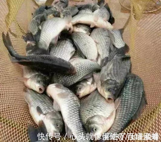 水草处|秋钓草边“三钓”、“三不钓”,用好了总有一次要爆护!