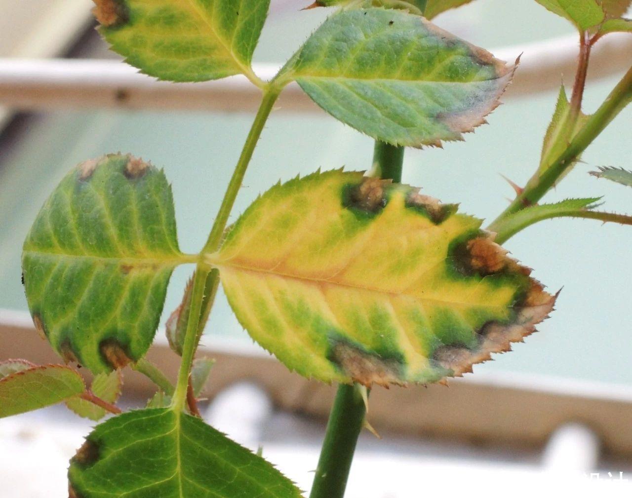 如何避免月季花的病虫害?