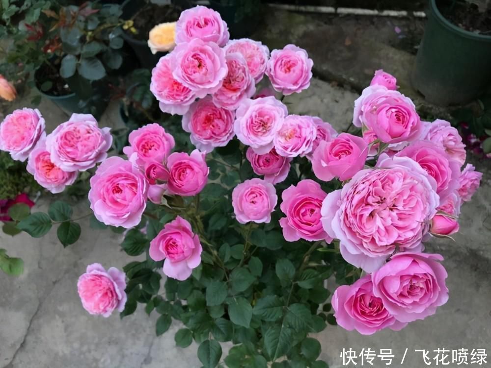 世界名花“海神王阳台月季”,阳台养一盆就够了,四季能开花