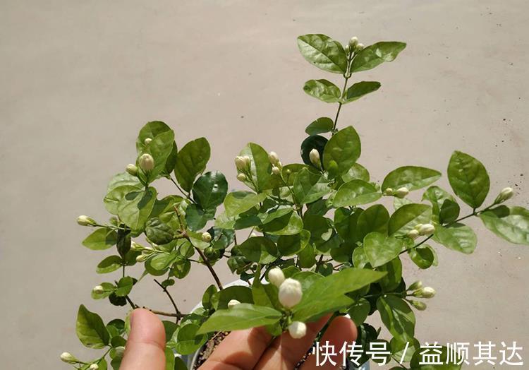 植物|三角梅长寿花不开花?用点“小手段”,催出满盆花苞,就是欠修理