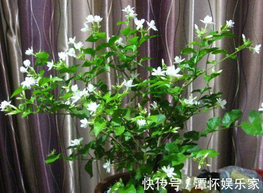 秋天养栀子花、茉莉花,30天喝一次“酸水”,长得快,来年开花旺
