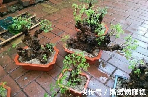 盆景|农村大爷不养花,用山上黄荆做成盆景,更具观赏性