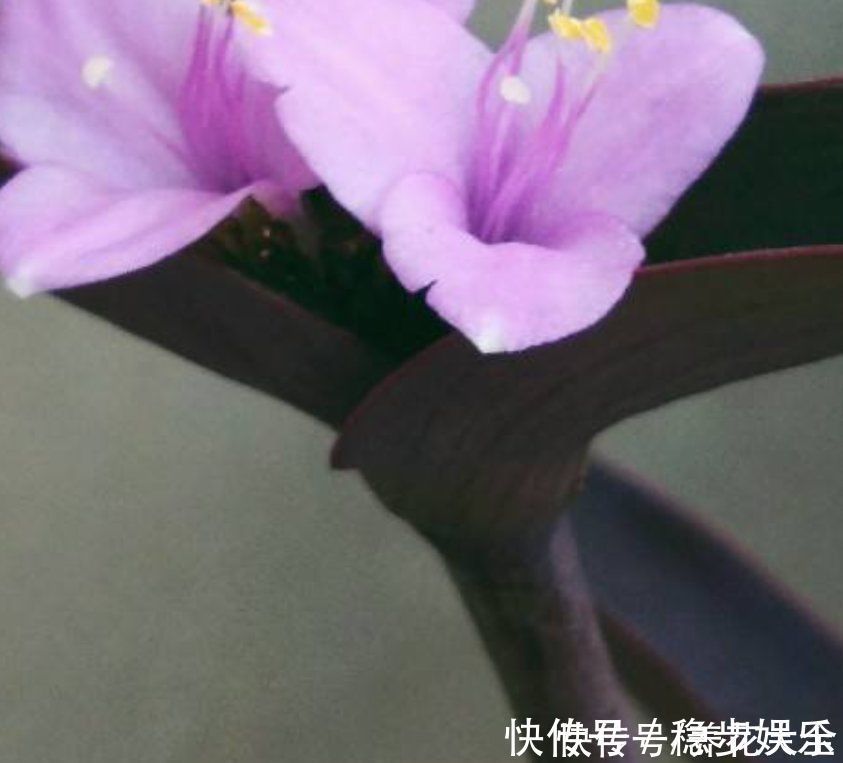 阳台上|紫竹梅紫得高贵,忽略一件事,叶子变成“丑陋绿”,太难看