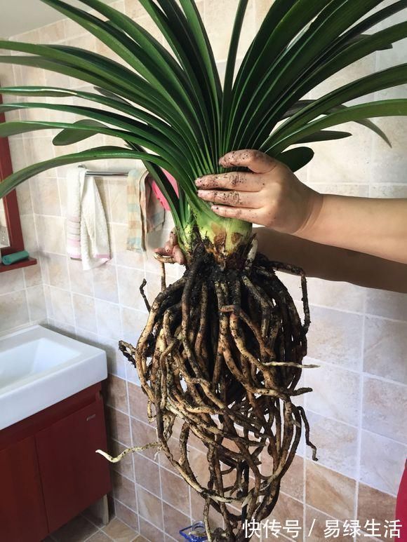 裸根多肉|换盆不做这件事，就等于白换了，一年也不长个