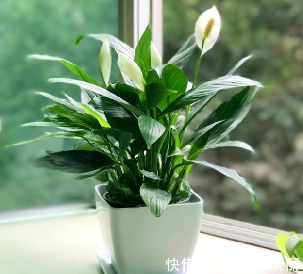 寓意|客厅摆上5种花,寓意美好越养越旺,皮实好养颜值高,适合新手