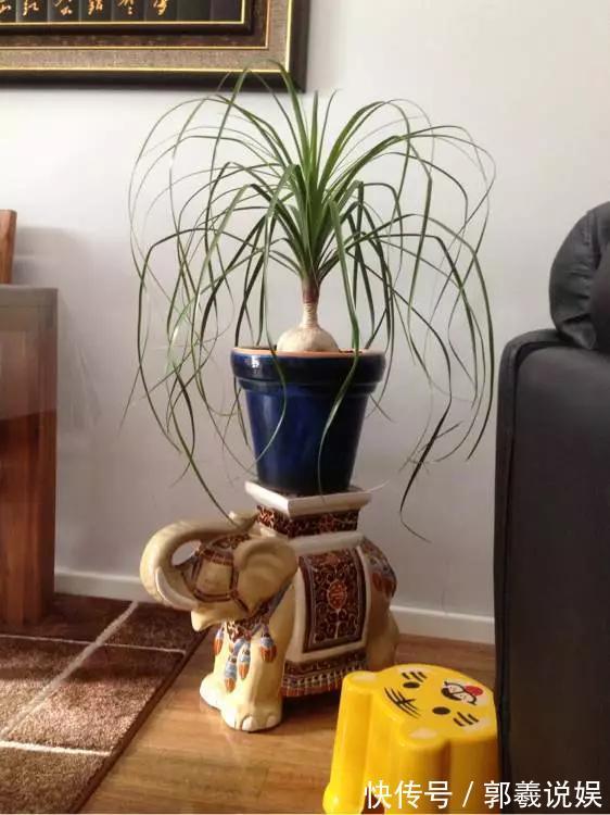 金枝玉叶|适合客厅养的5种“耐旱花”,30天不浇水也能爆盆,漂亮大气