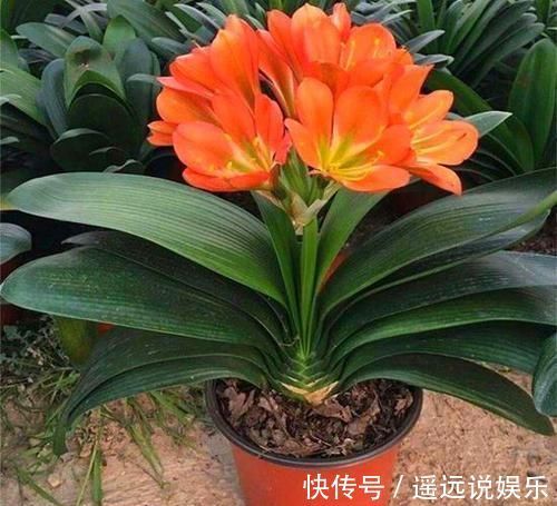 頻率|养君子兰重点在于浇水,掌握好它的习性,花开长势旺盛,四季常青