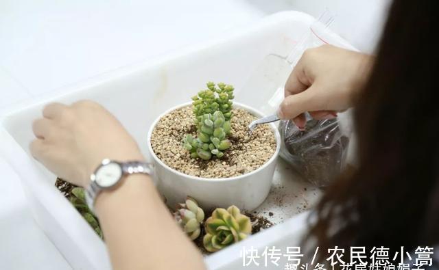 新手选这些“普货”多肉来养，好养又省心，养出状态来也很漂亮