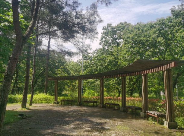 银杏|恬静山水间，神秘白泉地。