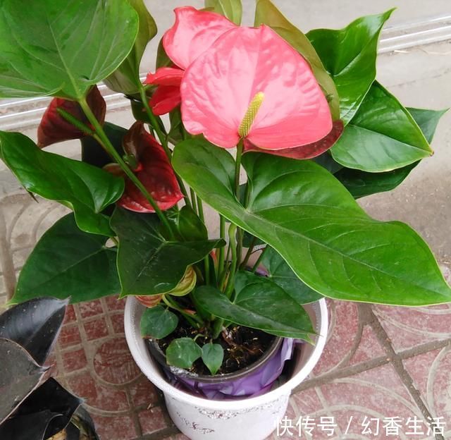 长寿花|这5种花,叶子不能喷水,尤其是夏天,一喷就全烂了