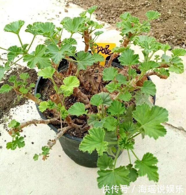 修剪|这花10块钱买一盆,养2年变老桩,叶子密、开花旺,每家都有