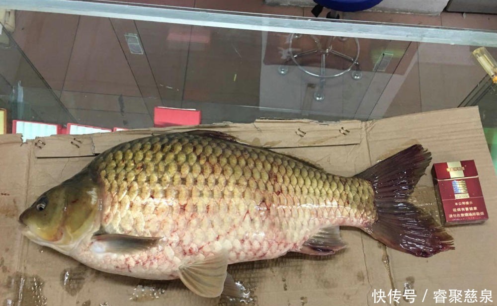 他野钓钓到六斤鲫鱼王,一看竟是“太监鲫鱼”这究竟是谁的功劳