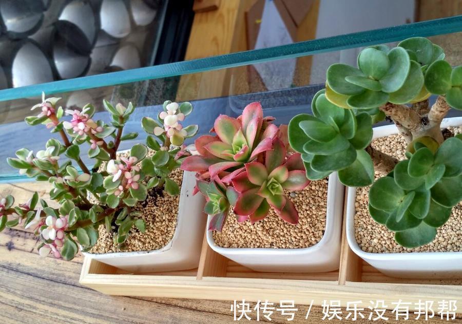 突发状况|多肉的几大突发状况，别担心，这样处理就好