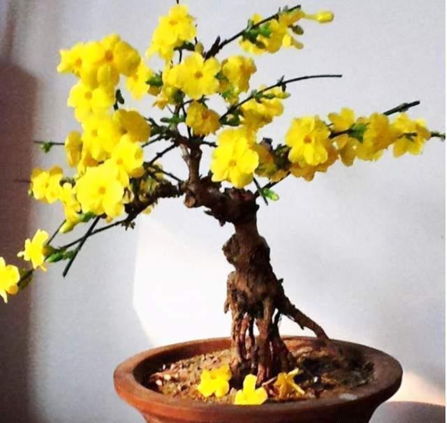 越养越金贵的“4种花”,能活上百年,老了就是“传家宝”