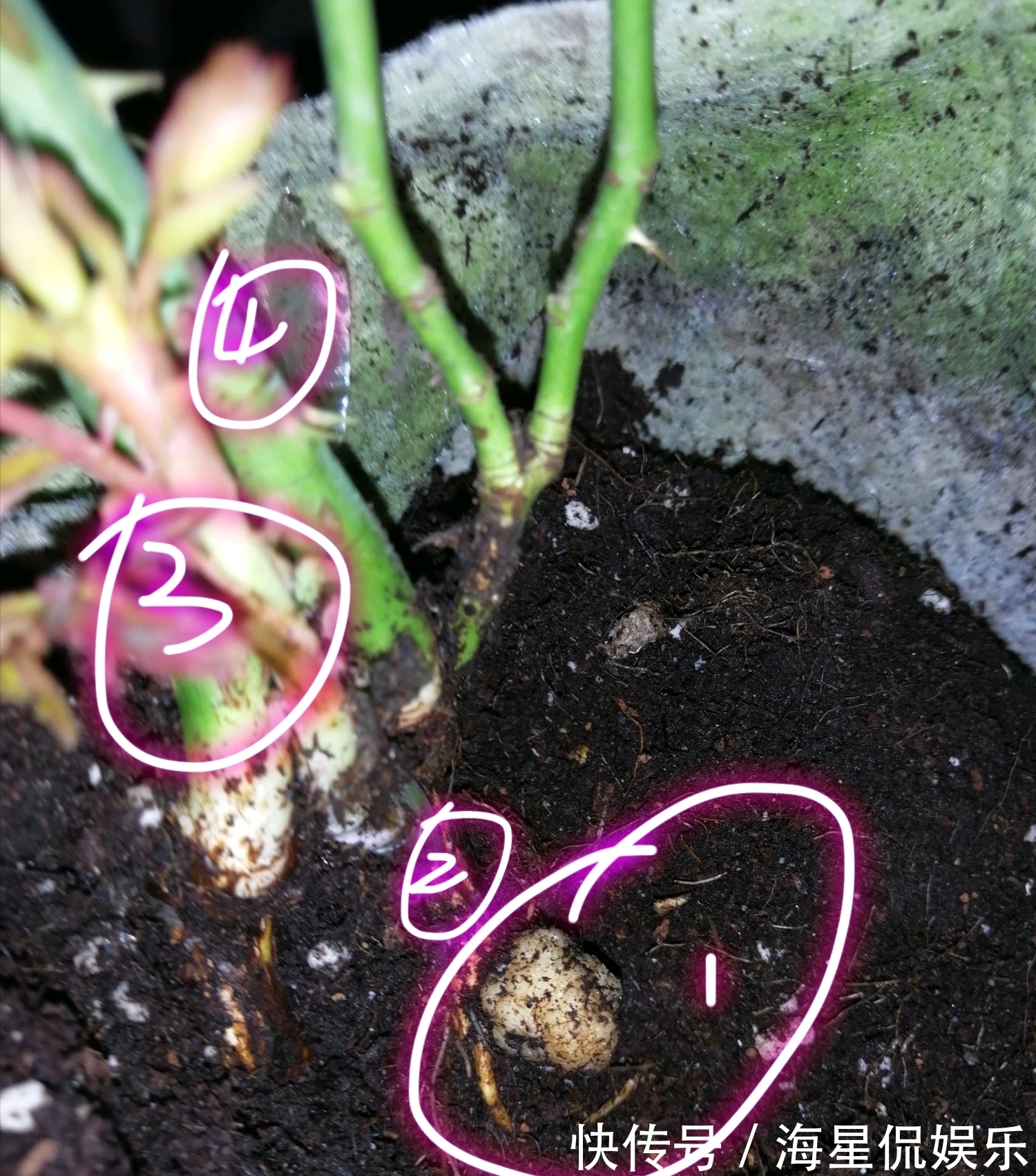 根结线虫|月季长了“土豆根”还能活吗植物癌症不是你想救就能救