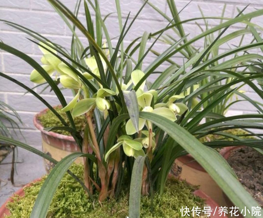 施肥|夏天太热，家中养兰花有“4不做”，现在知道还不晚