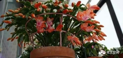 两种“促花水”，给三角梅、蟹爪兰用一勺，开花爆盆，又美又仙