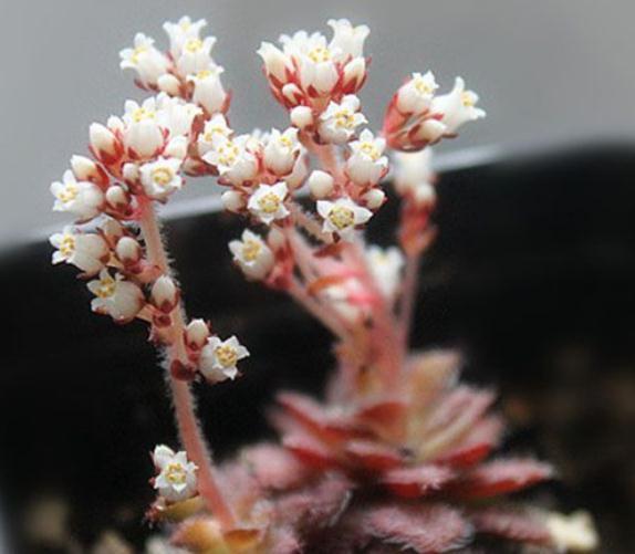 3种“多肉”,靠一杯水活“大半年”,没有光,照样叶肥、花儿多