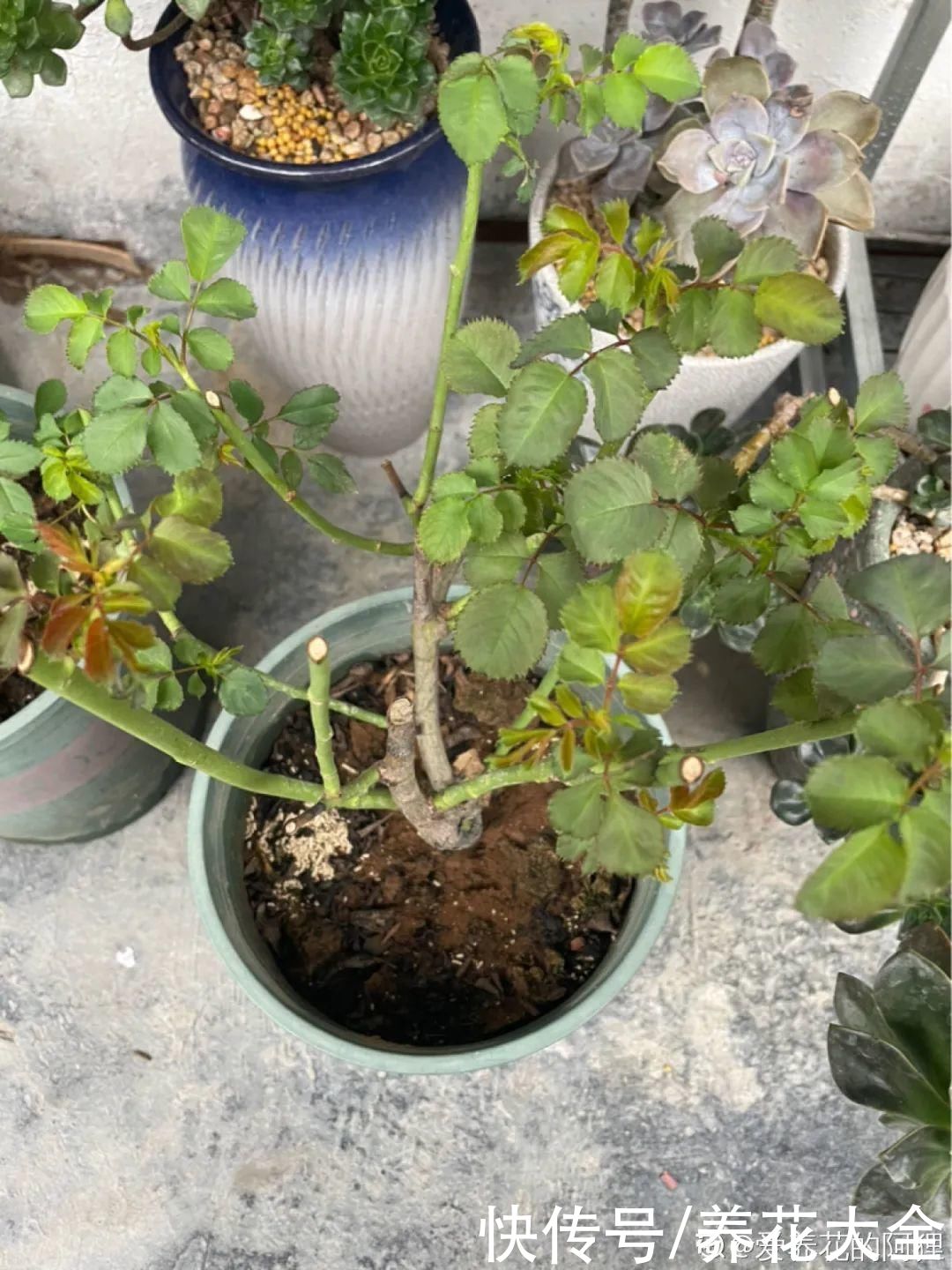 月季|8种花，现在快施肥，秋天开出满树花