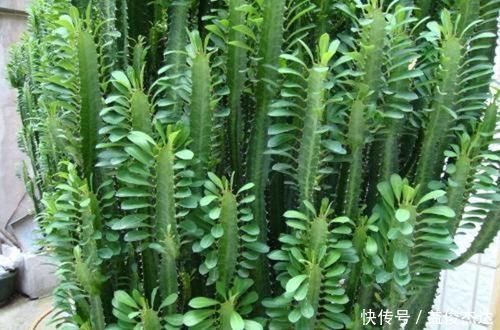 3种其貌不扬的植物，养一盆家里变成“天然氧吧”，是盆栽佳品！