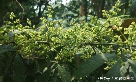 三桠|农村常见的一种野树，具有清热解毒、咽喉肿痛，祛风湿的功能
