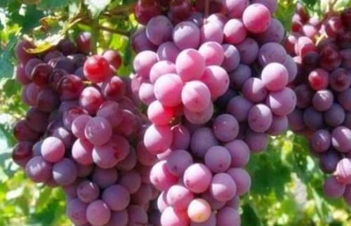 补充营养|每天坚持吃三种食物，补充营养、排毒养颜，滋润肌肤！