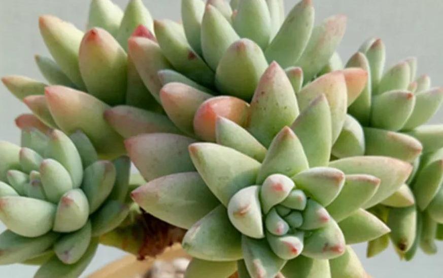 不养一盆树冰你就不知道多肉有多美,掌握4个方法,天冷就变美