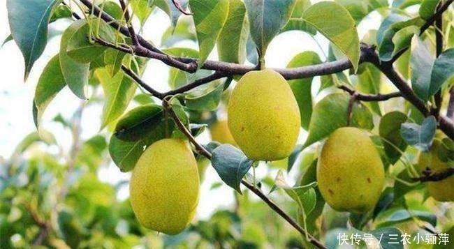 防治|梨石痘病对梨树的危害是什么,我们如何防治梨石痘病?