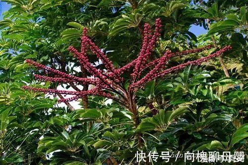 马萨德|神奇!这个开花树居然可以长成这样震撼世人!真是太美了