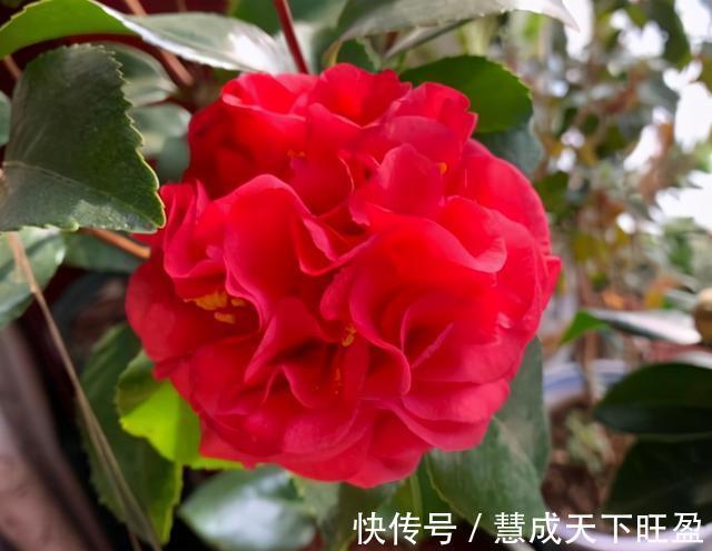 月季|放弃月季吧,此花浇水就能活,赛过牡丹,抗旱又扛冻