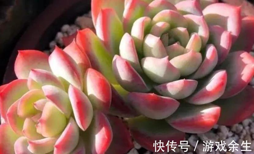 多肉莎莎女王,女雏和劳尔,好养殖易度夏,秋冬出状态粉嘟嘟的