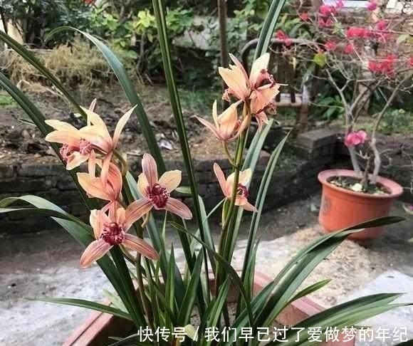 这个字|养兰花时,牢记这个字,能开花不断