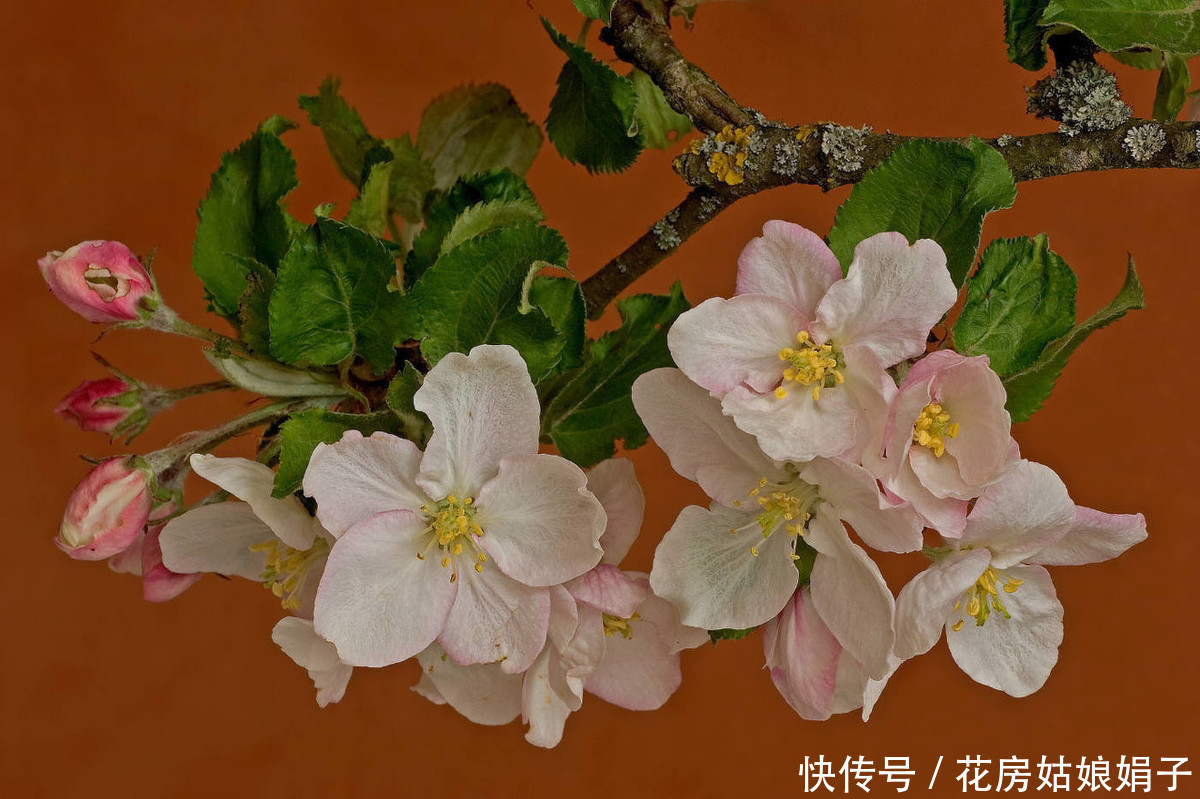 火红的贴梗海棠,种植养护好简单,不用费心管理,开花还多