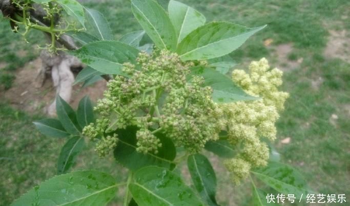 此为“接骨木”,专续筋接骨,若你家乡有,请重视