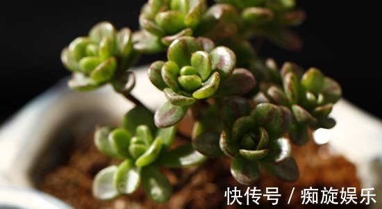 静夜|养什么多肉好6种好看好养又不贵的多肉,美成一道风景线!