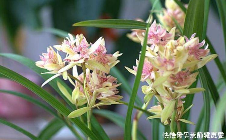 花色|4种花是花中劳模,一年四季开花不断,花美色艳,花儿轻松开爆盆