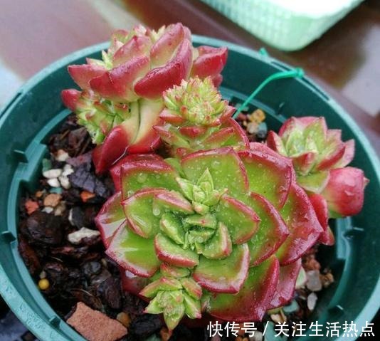 把蒂亚养出群生状态,我总算学会了!