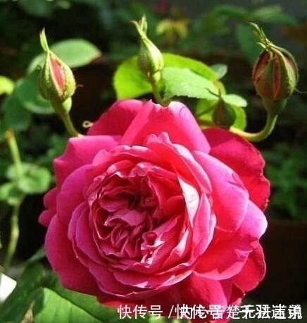 婆婆养月季只选一种,好养抗性强,关键“爱”开花,比养欧月实在