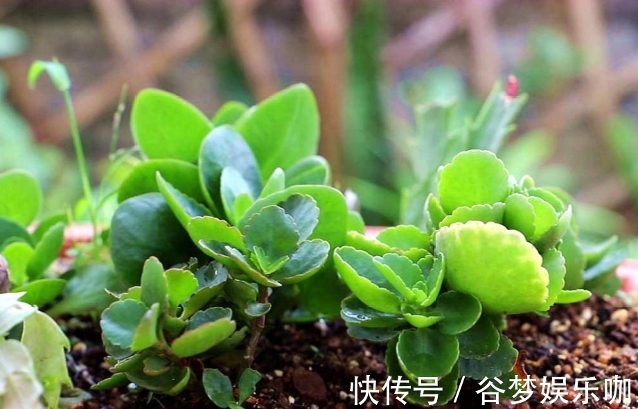 6月养长寿花，讲究“3少1多”，做到这几点，长得旺状态好