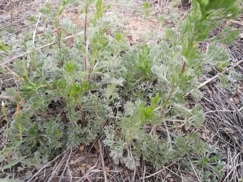 种浓郁|二月最鲜的野菜,蒸着吃超美味,泡酒喝是一绝